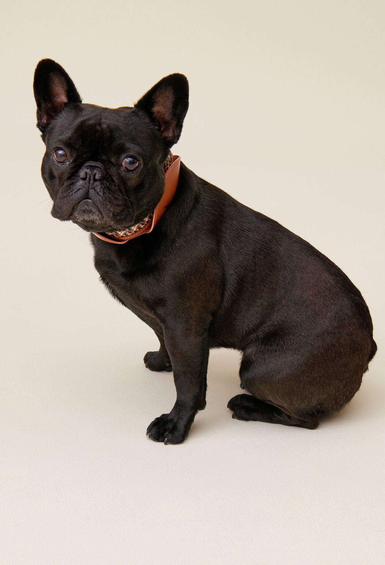 Collier chien monogramme CP