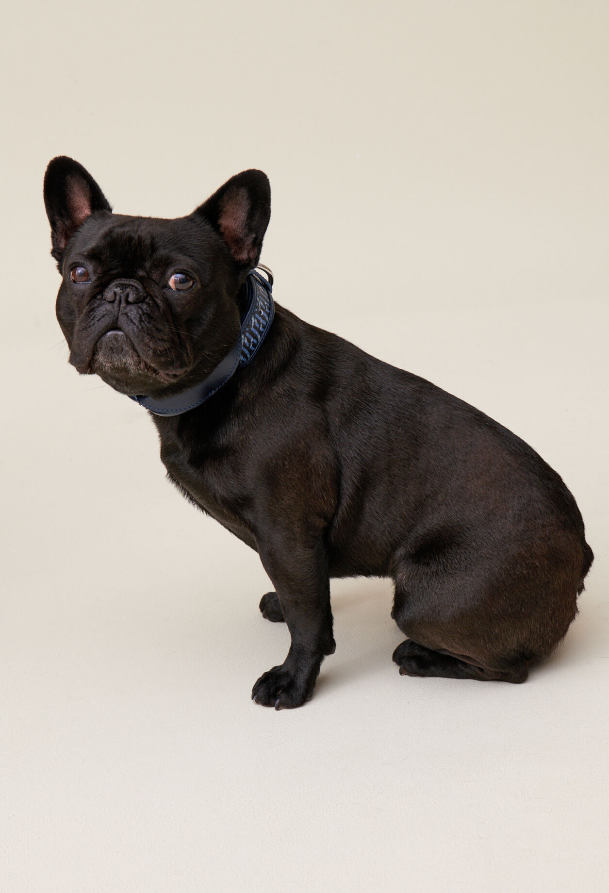 Collier chien monogramme CP